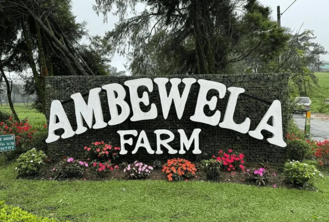 Visit Ambewela Farms